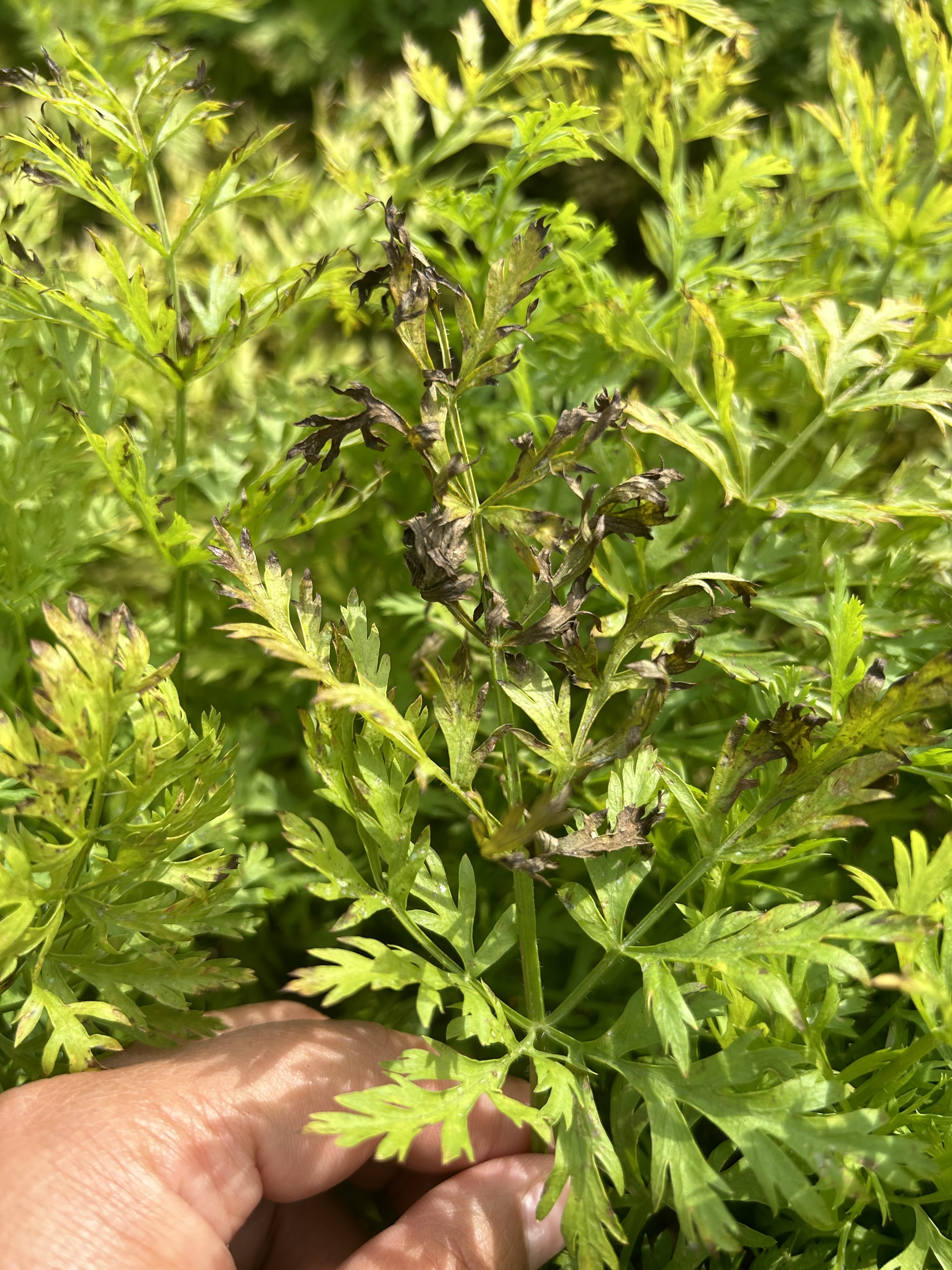 Carrot plants with necrosis on leaves and brown lesions on petioles.